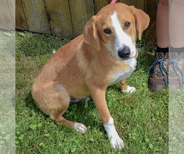 Medium Photo #3 Borador Puppy For Sale in Huntley, IL, USA