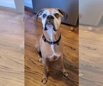 Small Boxer