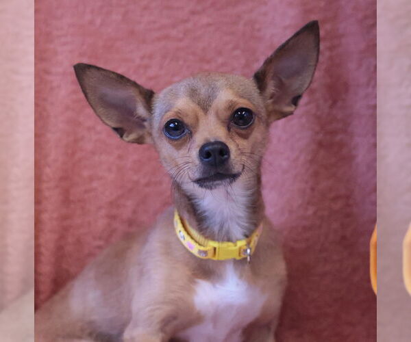 Medium Photo #1 Mutt Puppy For Sale in Philadelphia, PA, USA