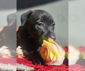 Chihuahua-Unknown Mix Dogs for adoption in San Diego, CA, USA