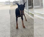 Small Photo #1 Doberman Pinscher Puppy For Sale in Hanford, CA, USA