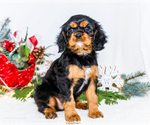 Small #13 Cavalier King Charles Spaniel