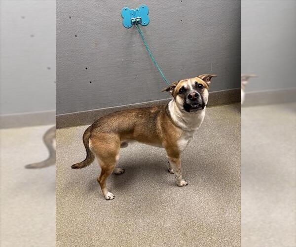 Medium Photo #1 Labrador Retriever-Unknown Mix Puppy For Sale in Las Vegas, NV, USA