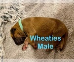 Puppy Wheaties Great Dane