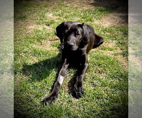 Medium Photo #8 Labrador Retriever-Unknown Mix Puppy For Sale in New York, NY, USA
