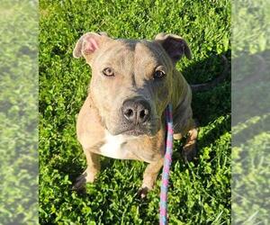 Medium American Pit Bull Terrier