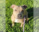 Small American Pit Bull Terrier