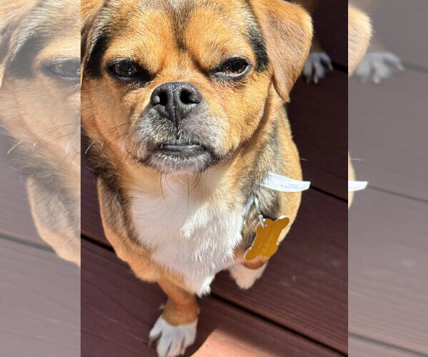 Medium Photo #6 Chihuahua Puppy For Sale in Sandy, UT, USA