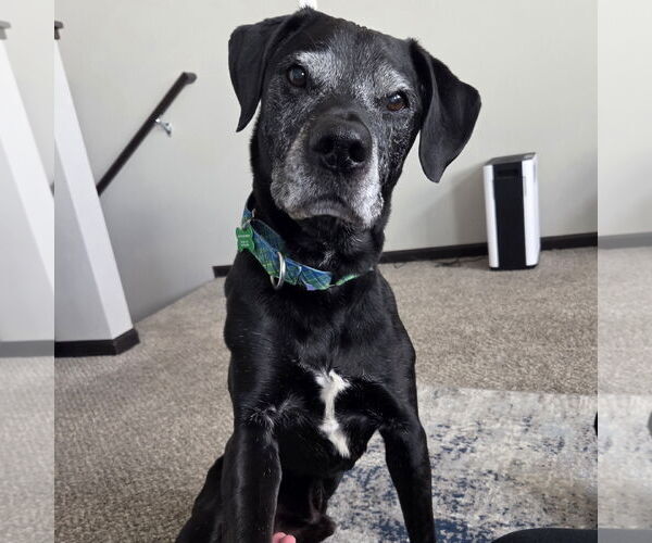Medium Photo #1 Labrador Retriever-Unknown Mix Puppy For Sale in Fargo, ND, USA