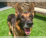 Small German Shepherd Dog Mix