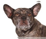 Small #1 French Bulldog Mix