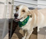 Small Photo #1 Labrador Retriever-Unknown Mix Puppy For Sale in Bellmawr, NJ, USA