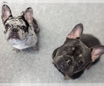 Small Photo #2 French Bulldog Puppy For Sale in IPSWICH, MA, USA