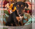Small #2 Labrador Retriever Mix