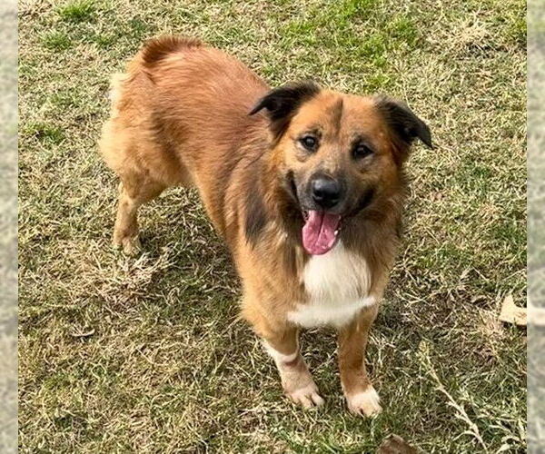 Medium Photo #1 Australian Shepherd-German Shepherd Dog Mix Puppy For Sale in Riverside, CA, USA