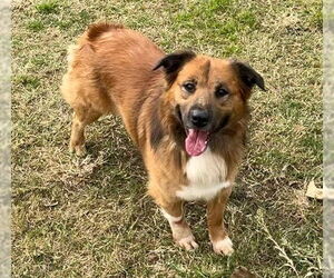 Australian Shepherd-German Shepherd Dog Mix Dogs for adoption in Riverside, CA, USA