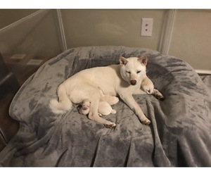 Mother of the Shiba Inu puppies born on 10/04/2020