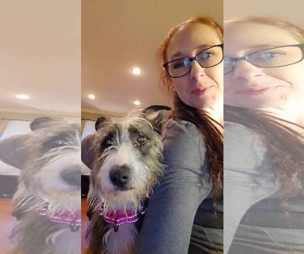 Medium Photo #3 Mutt Puppy For Sale in Woodbury, NY, USA