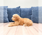 Small #2 Goldendoodle (Miniature)