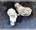 Small Photo #76 Pomeranian Puppy For Sale in HAYWARD, CA, USA