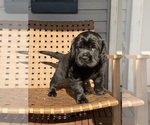 Puppy Dozer Cocker-Pei
