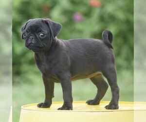 Pug Puppy for sale in LEWISBURG, PA, USA