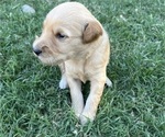Small Photo #5 Goldendoodle Puppy For Sale in MODESTO, CA, USA
