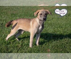 Lincoln - Male Labrador Retriever-Unknown Mix Dog for Adoption - Photo #2