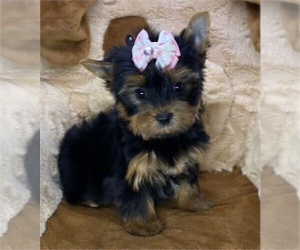 Medium Photo #11 Yorkshire Terrier Puppy For Sale in ORLANDO, FL, USA