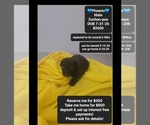 Image preview for Ad Listing. Nickname: Phoenix