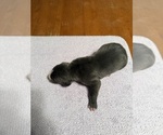 Small #6 Great Dane