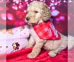 Small Photo #2 Goldendoodle Puppy For Sale in GONZALES, LA, USA