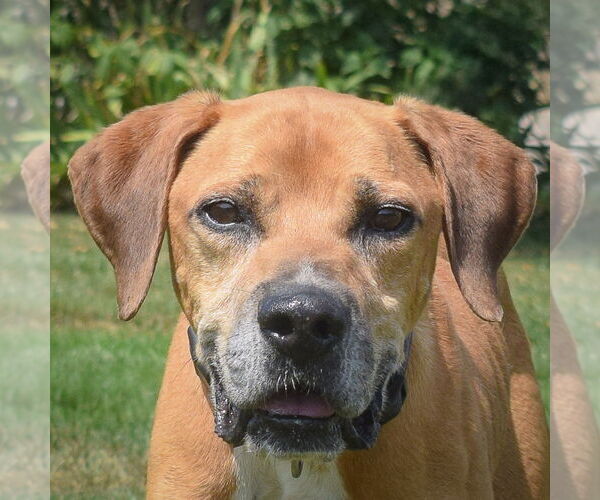 Medium Photo #1 Great Dane-Unknown Mix Puppy For Sale in Huntley, IL, USA