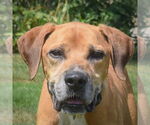 Small Great Dane Mix