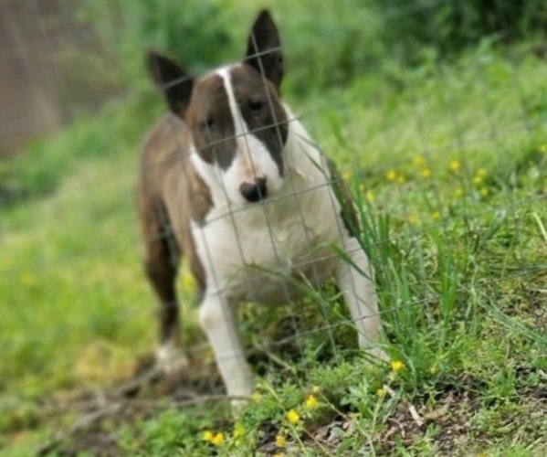 Medium Photo #1 Bull Terrier Puppy For Sale in TALBOTTON, GA, USA