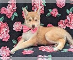 Small Photo #6 Pomsky Puppy For Sale in QUARRYVILLE, PA, USA