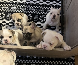 French Bulldog Puppy for Sale in ELKHART, Indiana USA