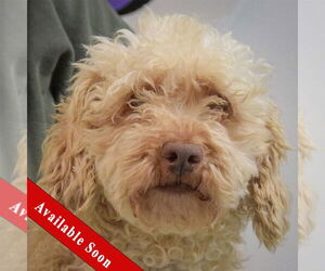 Mutt Dogs for adoption in Huntley, IL, USA