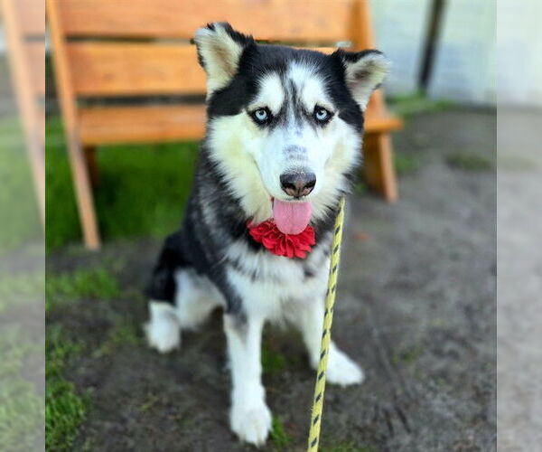 Medium Photo #3 Alusky Puppy For Sale in Long Beach, CA, USA