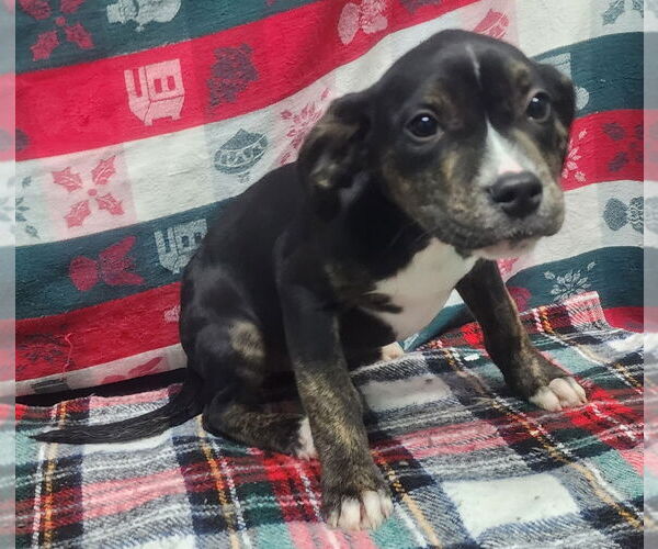 Medium Photo #4 Bulldog-Unknown Mix Puppy For Sale in Wetumpka, AL, USA