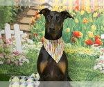 Small #1 Doberman Pinscher