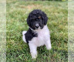 Medium Bernedoodle