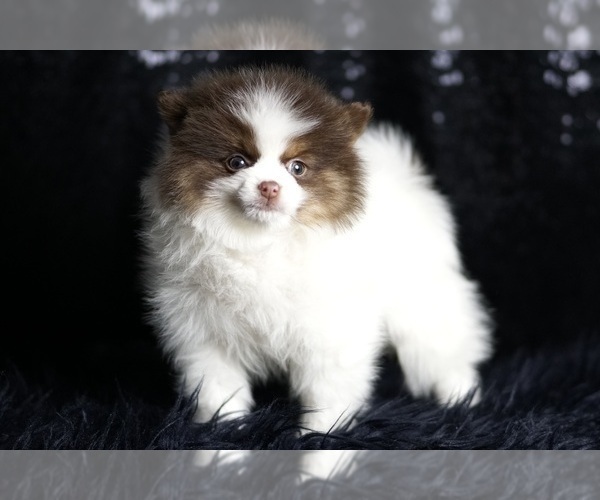 Medium Photo #8 Pomeranian Puppy For Sale in WARSAW, IN, USA