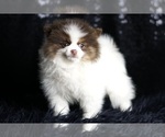 Small Photo #8 Pomeranian Puppy For Sale in WARSAW, IN, USA