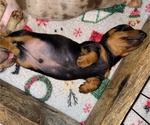 Small Photo #25 Dachshund Puppy For Sale in BON AQUA, TN, USA