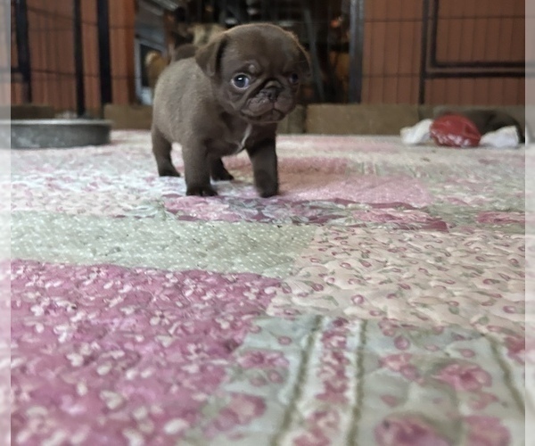 Medium Photo #7 Pug Puppy For Sale in BLOOMINGTON, IL, USA