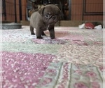 Small #5 Pug