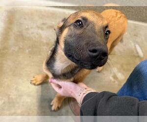 German Shepherd Dog-Unknown Mix Dogs for adoption in Santa Rosa, CA, USA