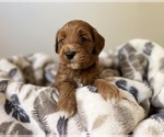 Puppy Cinnamon Goldendoodle (Miniature)
