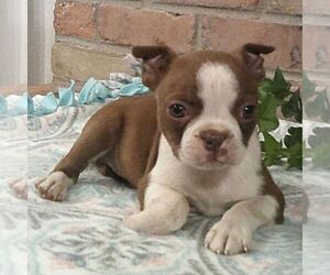 Boston Terrier Puppy for sale in HOT SPRINGS, SD, USA